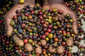 The uganda coffee development authority is a government agency mandated to promote and oversee the coffee industry by supporting research,. A New Study Shows The Ugly Side Of Coffee Production In Uganda