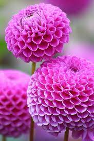 Pin On Fleurs