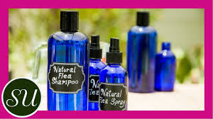 For flea and odor control i recommend bathing once a week with this homemade flea shampoo. Dog Flea Shampoo Recipe 4 Ingredients The Whoot
