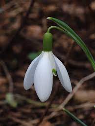 Galanthus Nivalis Common Snowdrop Snowdrop North Carolina Extension Gardener Plant Toolbox