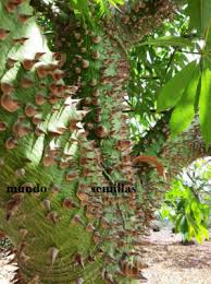 Image result for Kotschya speciosa