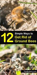 We did not find results for: 12 Simple Ways To Get Rid Of Ground Bees