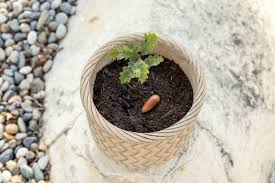 Image result for oak sapling