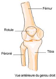 On peut atténuer la douleur en massant. Les Tendinopathies Du Genou