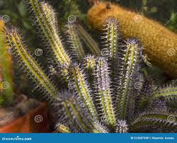 Image result for Euphorbia espinosa