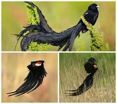 Bird With Big Feathers On Tail Male Long Tailed Widow Bird From Africa Can T Fly In The Rain His Tail Is Too Big Beautiful Birds Beauty Animals Pretty Birds