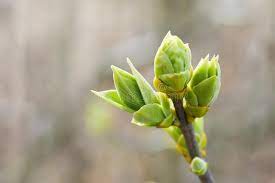 The First Leaves And Buds Of Syringa In Spring The Buds Of Lilac Growing In Early Spring Stock Photo Image Of Bloom Spring Aesthetic Syringa Lilac Bushes