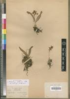 Image result for Polystachya malilaensis