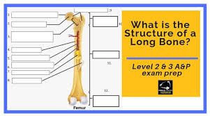 Long bone diagram unlabled manual e books. What Is The Structure Of A Long Bone L2 And L3 Anatomy Revision