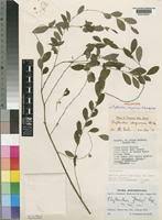 Image result for Phyllanthus fischeri