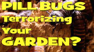 Folks, as creepy as they might seem, you need them in your garden almost as much as earth worms. Pillbug Control The How Do Gardener