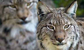 Sort by lot #, time remaining, manufacturer, model, year, vin, and lewallen construction has built roughly 350 miles of recreational trails in and around the atlanta metro, and bobcat track skid steers have played a large. Himalayan Lynx Kill 18 Goats In Chitral Pakistan Dawn Com