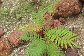 Image result for Amblygonocarpus