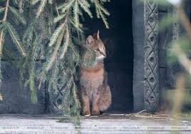 Founded in 1968 by the late sheikh zayed, the father of our nation, al ain zoo is a true family destination, providing entertainment and learning experiences in a natural outdoor environment. Minsk Zoo Welcomes Female Jungle Cat