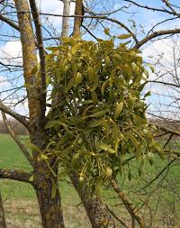 Image result for Viscum shirense