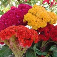 Buy Cockscomb Mixed Color Desi Flower Seeds Online From Nurserylive At Lowest Price Flower Seeds Flower Seeds Online Planting Flowers