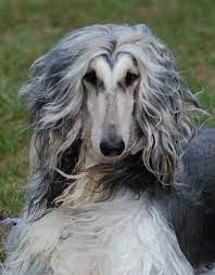 Via Facebook Norma Jean Johnson Stewart Afghan Hounds Dog Dogs Dogbreed Animal Pets Grey Hound Dog Afghan Hound Pure Breed Dogs