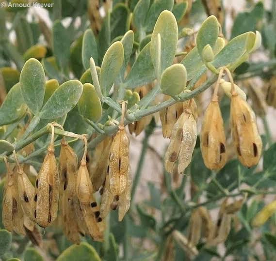 Zygophyllum fabago - Flores de los Caminos a Santiago
