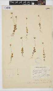 Image result for Felicia clavipilosa