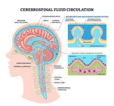 Image result for Cerebrospinal Fluid Color