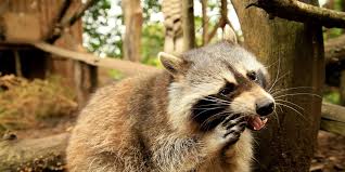 Maybe you would like to learn more about one of these? Furry Intruders Animal Friendly Removal Of Raccoons Publications Guides Our Stories Four Paws International