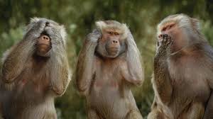 3 monkey funny photo funny png 3 monkey funny photo funny png