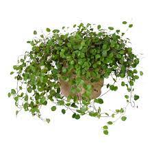 Live Angel Vine Plant Green By World Market Plants Hanging Plants Angel Plant