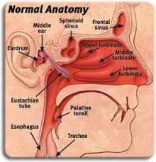 pin by rahul samraat on rahul samrat throat anatomy ear