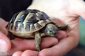 Hermann S Tortoise Testudo Hermanni Tortoises Tortoise Care Russian Tortoise