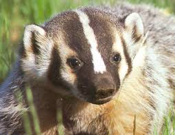 American badger (taxidea taxus) natal dens are dug by the female and are used for extended periods, but litters are often moved several times, probably to allow the mother to forage in new areas. American Badger Or So I Think A Fellow Pinner Sent Me A Comment That The Original Picture I Posted Is Actually A European Badger Badger Images Animals Badger