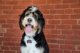 This is known as an f1 mini bernedoodle, which is a first generation bernedoodle_acres on instagram and bernedoodle acres on facebook. The Fact About Bernedoodle Bernese Mountain Dog Poodle Mix