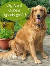 Hypoallergenic Golden Retriever Not So Much