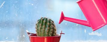 Some people water more often than this. When Should You Really Water Your Succulents Succulent City