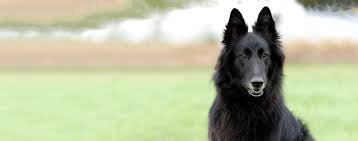 San diego county, el cajon, ca id: Belgian Sheepdog Dog Breed Facts And Information Wag Dog Walking