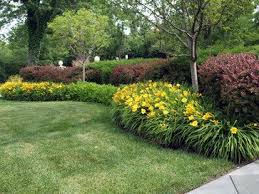 Daylily Design Ideas Pictures Remodel And Decor Backyard Landscaping Colorful Landscaping Landscape Design