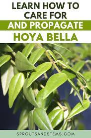 Easy Hoya Bella Care And Propagation Tips In 2021 Propagation Low Light Plants Plant Leaves