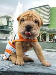 The cost of chinese shar pei puppies ranges from $450 to $2,800 at puppyfind.com. 290 Best Chinese Shar Peis Ideas Shar Pei Dog Shar Pei Puppies Puppies
