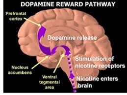 Tobacco S Impact On The Brain And Neural Function Young Scientists Journal