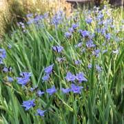 Image result for Aristea abyssinica