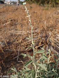 Image result for Aerva javanica