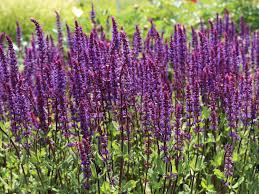 However, more involved techniques are necessary for salvias that typically are grown as bedding annuals in your region. Bluten Salbei Caradonna Schonste Stauden Expertenwissen