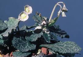 Image result for Monadenium rugosum