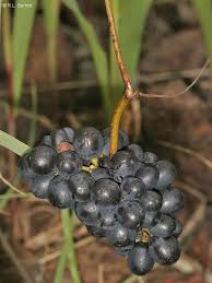 Image result for Ampelocissus