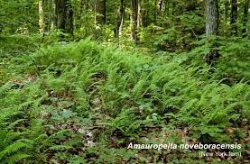 Image result for Amauropelta