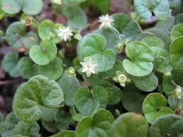 Image result for Dichondra