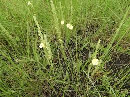 Image result for Ipomoea linosepala