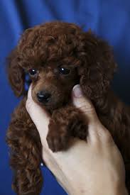 Pin By Lamonda Pete On One Day Poodle Grooming Poodle Puppy Toy Poodle