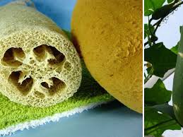 L Instant Pratique Loofa Loofah Luffa Faites Pousser De Vraies Eponges Chez Vous Eponge Vegetale Gant De Crin Eponge Naturelle