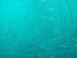 Et qu'est ce que c'est? L Urine Des Animaux Marins Secret Du Cycle De L Azote