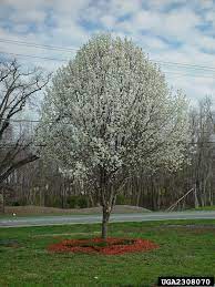 They are ornamental trees with dainty white flowers often adorning the streets, commercial landscapes, and residential lawns. The Pros Cons Of Bradford Pears Avas Flowers